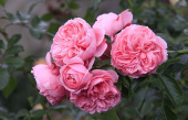 Роза шраб Комтесс де Сегюр, C 7, 30-40 см