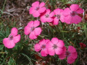 Гвоздика павлинья Dianthus pavonius, пурпурно-красный, h15 см C 1л