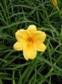 Лилейник гибридный Мини Стелла, жёлтый, ароматный, цветение обильное, 1 шт