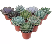 Эхеверия D7 H10см