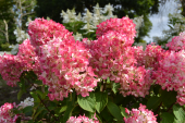 Гортензия метельчатая Даймант Руж, Hydrangea paniculata Diamant Rouge, 3 л, 10-20 см