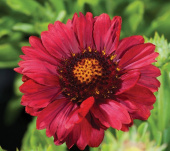 Гайлардия крупноцветковая, Gaillardia Mesa Red, красная, h-45 см, 1 л