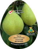Груша Осенняя Яковлева/ЦКор