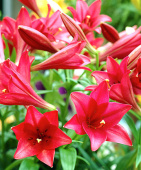 Лилия Лонгифлорум Мияби, 2 шт