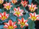 Тюльпаны ботанические 1, 71004, 1 шт