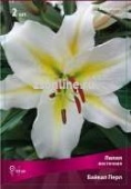 Лилия Восточная Байкал Перл, кремово-белый с большой жёлтой звездой в центре, 2 шт
