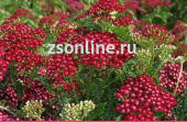 Тысячелистник Mellefolium Summerwine 1шт