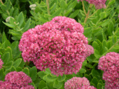 Очиток видный Brilliant, голубовато-зеленый лист, розовые соцветия, С 1, 40 см