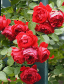 Роза плетистая Флорентина, C 7, 30-40 см