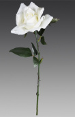 Роза кудрявая бело-серебряная, 52 см