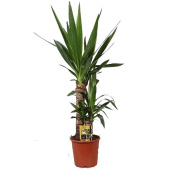 Юкка D17см H60см