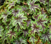 Гейхерелла, лист зеленый с серебристо-коричневыми прожилками, Heucherella Tapestry, 3 л, 30 см