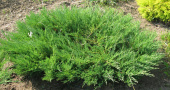 Можжевельник казацкий (Juniperus sabina Mas C2 20-30)