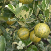 Цитрус Лимон Вариегата V 1,5 л