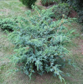 Можжевельник китайский (Juniperus chinensis Blue Alps C2 30-50 30-40)