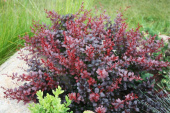 Барбарис Тунберга Атропурпуреа Нана, Berberis thunbergii Atropurpurea Nana, 3 л, 15-20 см