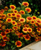 Гайлардия крупноцветковая, Gaillardia "Mesa Bright Bicolor", желтая с красным центром, h-35 см, 1 л