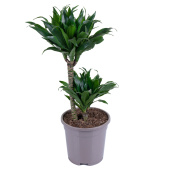 Драцена фрагранс Компакта 3ст D18H45