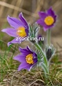 Прострел Purple, 1 шт