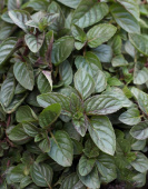 Мята перечная зеленый лист, Mentha piperita Chocolate, 2 л, 60 см