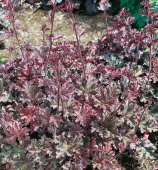 Гейхера гибридная Каппучино (листья пурпурно-каштановые,цветки кремовые,1 шт)