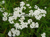 Тысячелистник Mellefolium White Beauty 1шт