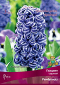 Гиацинт садовый Рембрандт 14-15/К 3шт