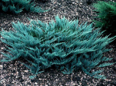 Можжевельник горизонтальный (Juniperus horizontalis Andorra Compacta) 15-20 см, C 1л