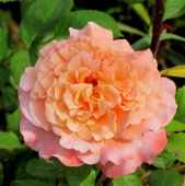 Роза чайно-гибридная Августа Луиза, C 7, 30-40 см