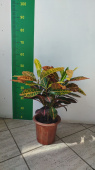 Кодиеум микс 21/45 см