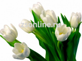 Тюльпан White Prince, 5 шт