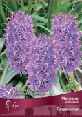 Мускари хохлатый Плюмозум 6-7/К 10шт
