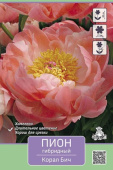 Пион гибридный Корал Бич* 2-3/К