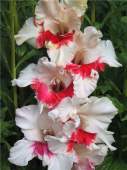 Гладиолус Весточка, цветки белоснежные с крупными малиново-красными пятнами на нижних лепестках, 5 шт