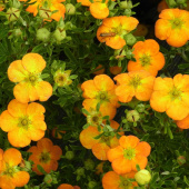 Лапчатка кустарниковая Белла Сол, Potentilla fruticosa Bella Sol, 3 л, 15-20 см