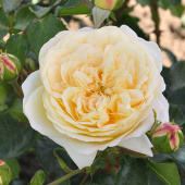 Роза флорибунда Ваза Лемон V 4л (d-18,5, h-21.5) М*
