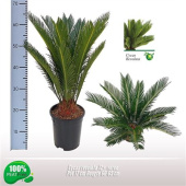 Цикас революта 19/70см