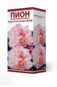 Пион молочноцветковый Леди Александра Дафф 2-3/К