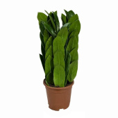 Замиокулькас пирамида d12 h35 см