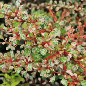 Уценка.Барбарис Тунберга (Berberis thunbergii Silver Beauty) C2