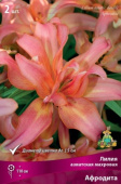 Лилия азиатская Афродита 12-14/К 3шт