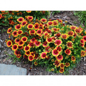 Гайлардия крупноцветковая, Gaillardia Spintop Yellow Touch, желто-красный, h-30 см, 2 л