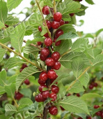 Вишня войлочная Детская/С