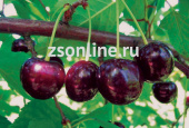 Вишня Харитоновская/С
