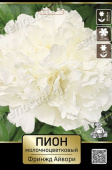 Пион молочноцветковый Фринжд Айвори* 2-3/К
