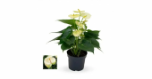 Антуриум Ванила D12см H40 см