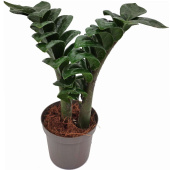 Замиокулькас 4+ D17см H50 см