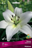 Лилия азиатская Навона 12-14/К 5шт