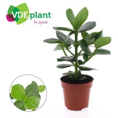 Клузия 7/15 см