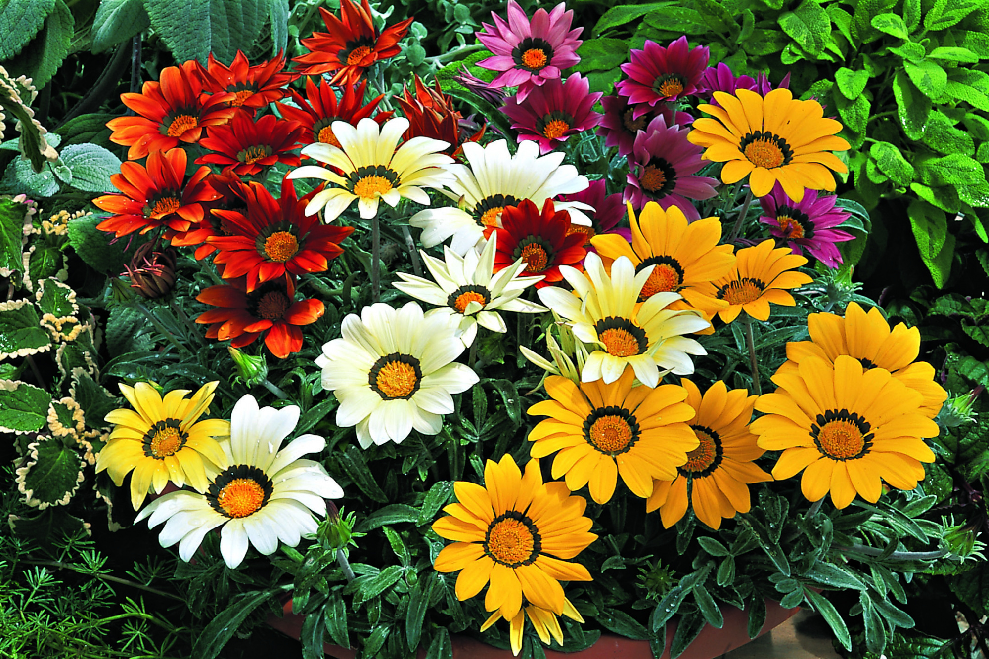 фото однолетних цветов с названиями
